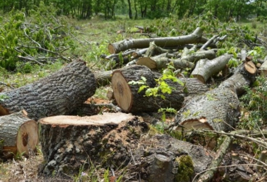 Lerik rayonunda 15 ağacın kəsilməsi faktı aşkarlanıb