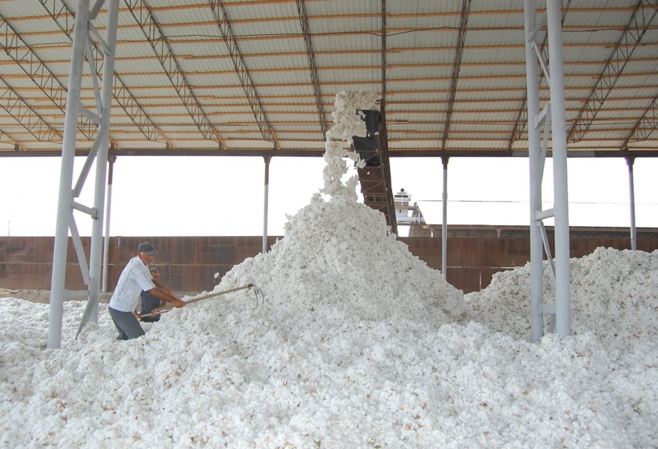 Baumwollarbeiter sammeln bisher 228.000 Tonnen Rohbaumwolle auf Feldern