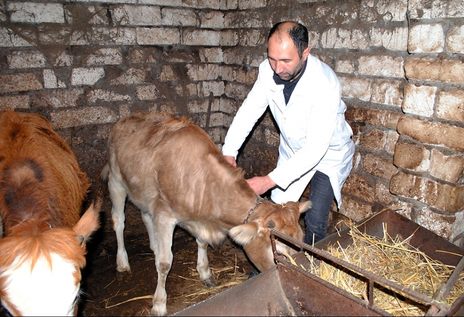 Dövlət Baytarlıq Xidməti: Qazax rayonunda 21710 kvadratmetr ərazidə dezinfeksiya tədbirləri aparılıb