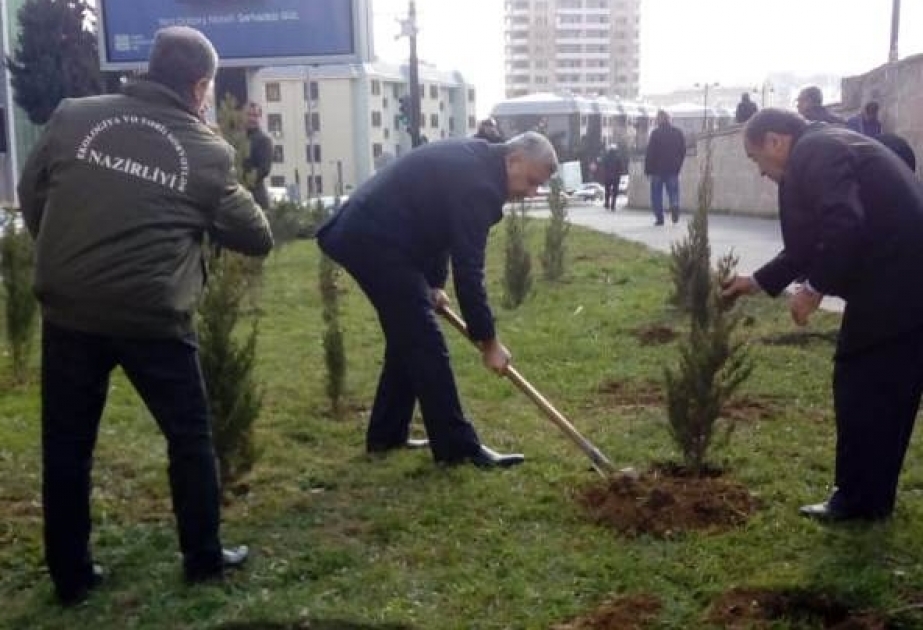 Акции с целью расширения площади зеленых насаждений в городе Баку продолжаются