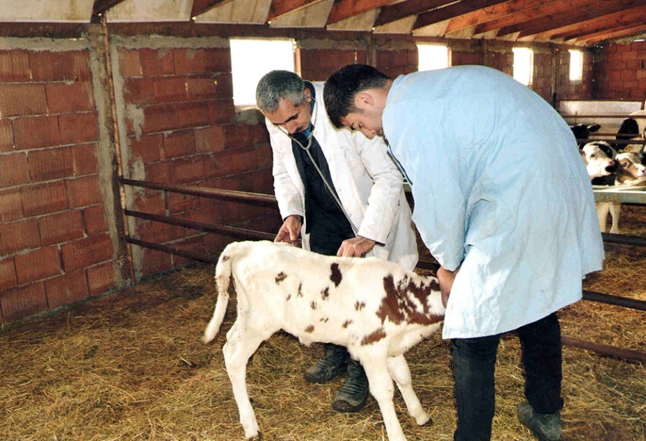 Masallıda növbəti ilin epizootik tədbirlərinə hazırlıq görülür