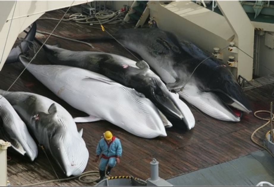 Japan will über bestehendes Walfang-Moratorium aus IWC austreten