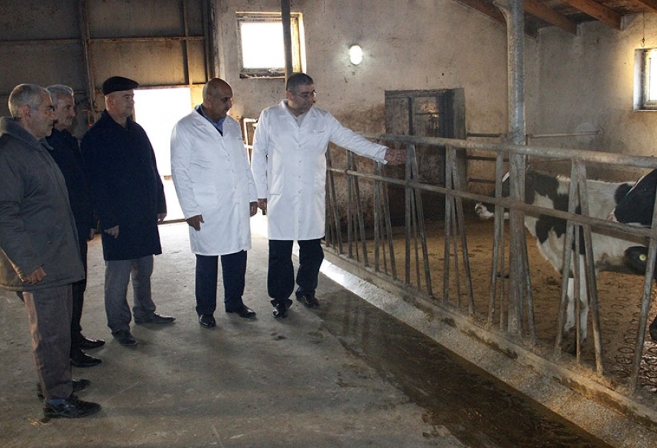 Yevlaxda epizootik tədbirlərə dair maariflənmə işləri aparılır