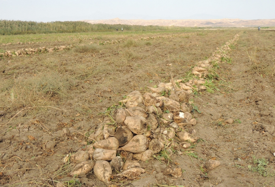 Bu il Göygöl rayonunda 18 min tondan çox şəkər çuğunduru yığılıb