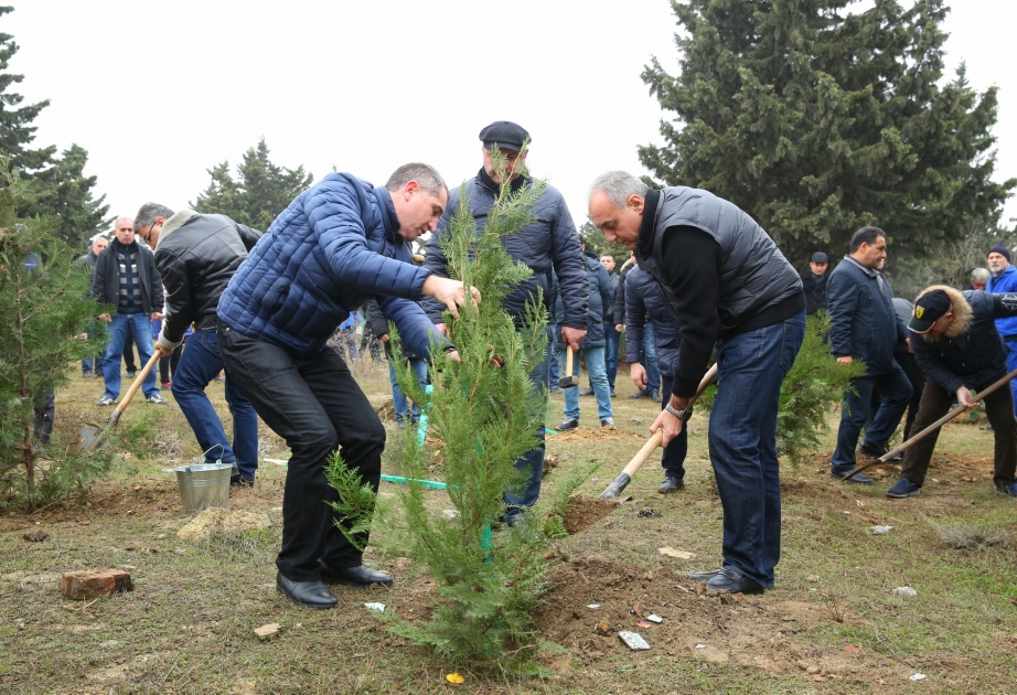 Xocasəndə yerləşən Matadrom yaşayış massivində növbəti ağacəkmə aksiyası təşkil olunub