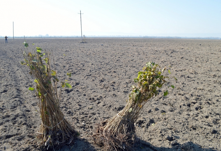 Payız mövsümündə Balakəndə 310 hektar yeni fındıq bağları salınıb