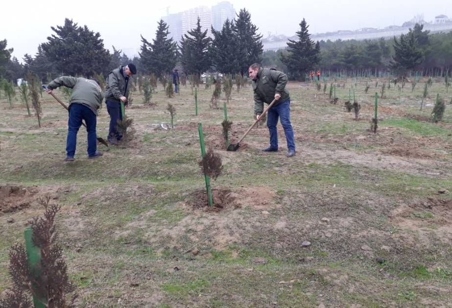 Biləcəri qəsəbəsində qurumuş ağacların yerinə yeniləri əkilib