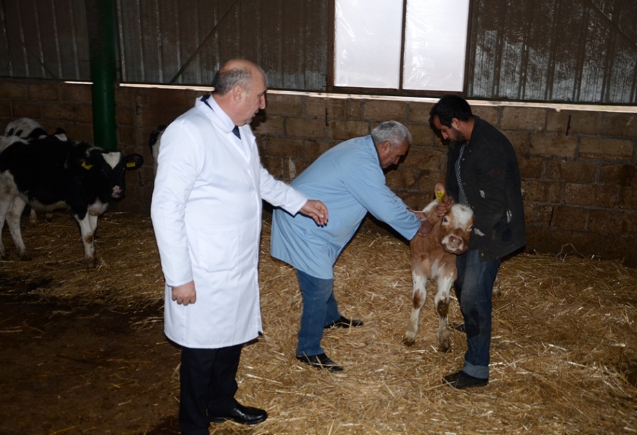 Tərtər rayonunda epizootik tədbirlər başa çatdırılaraq növbəti ilin hazırlıqları aparılır