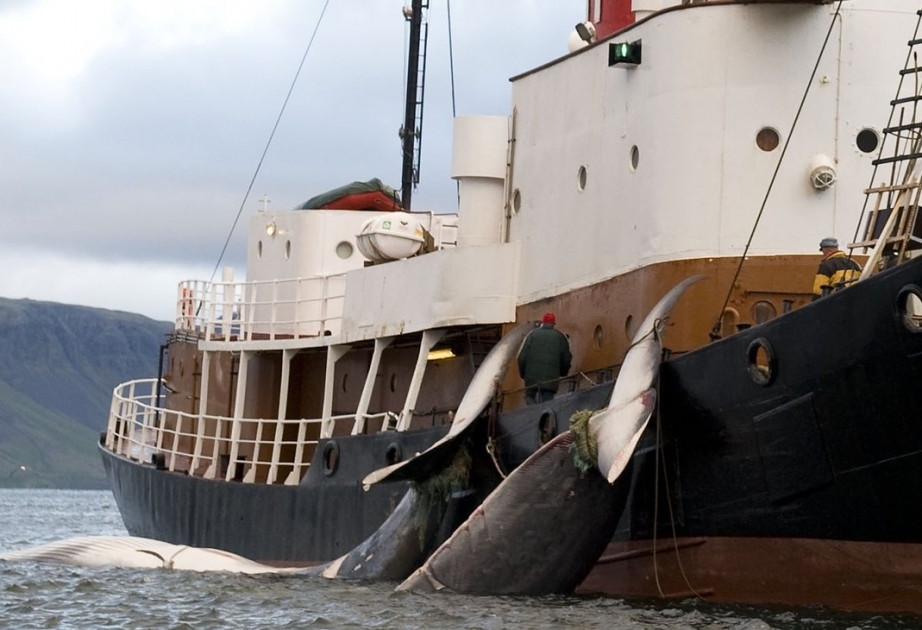 Japan will wieder kommerziell Jagd auf Wale machen