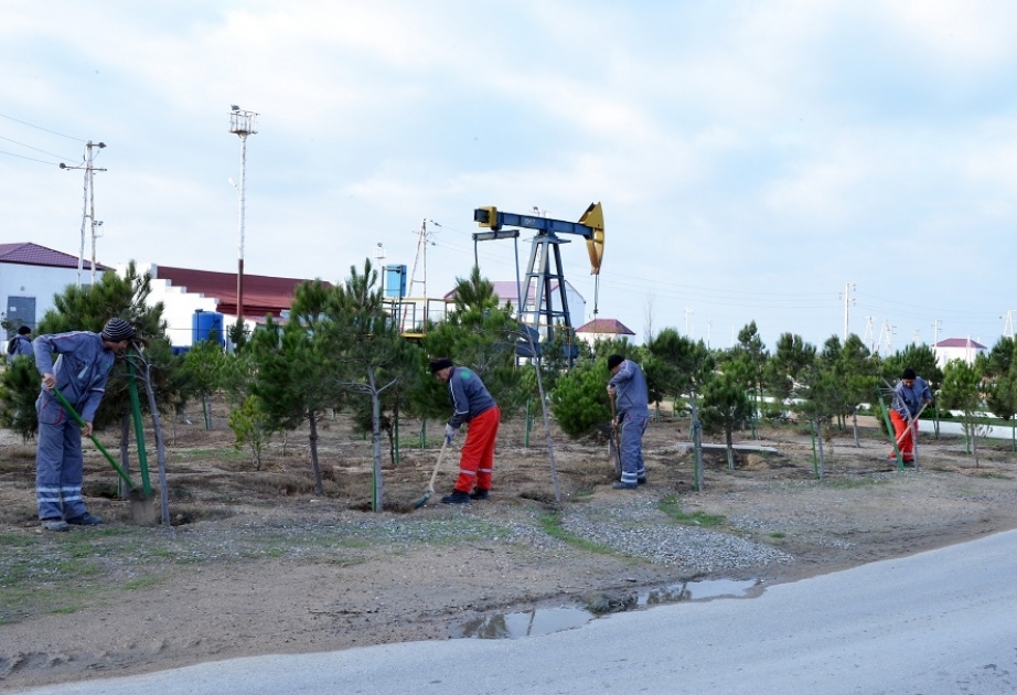 SOCAR-ın mədən ərazilərində 109 minədək müxtəlif növ ağaclara aqrotexniki xidmətlər göstərilir