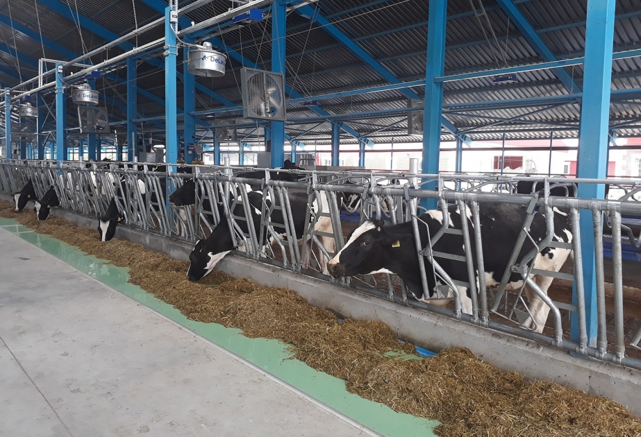 İsmayıllıda cins buzova görə heyvan sahiblərinə 168 min 100 manat subsidiya verilib
