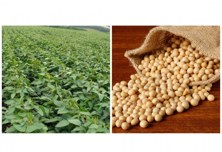Zaqatalalı fermer təkrar əkin apardığı sahədən 50 ton soya götürüb