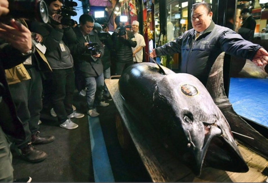 Rund 2,7 Millionen Euro Thunfisch in Tokio