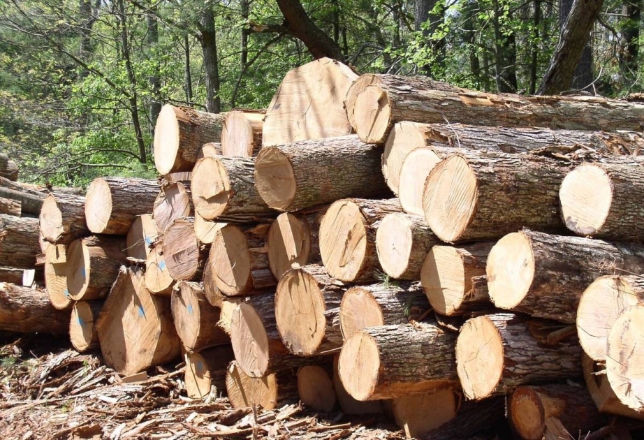 Azərbaycan Komi Respublikasından oduncaq satın alır