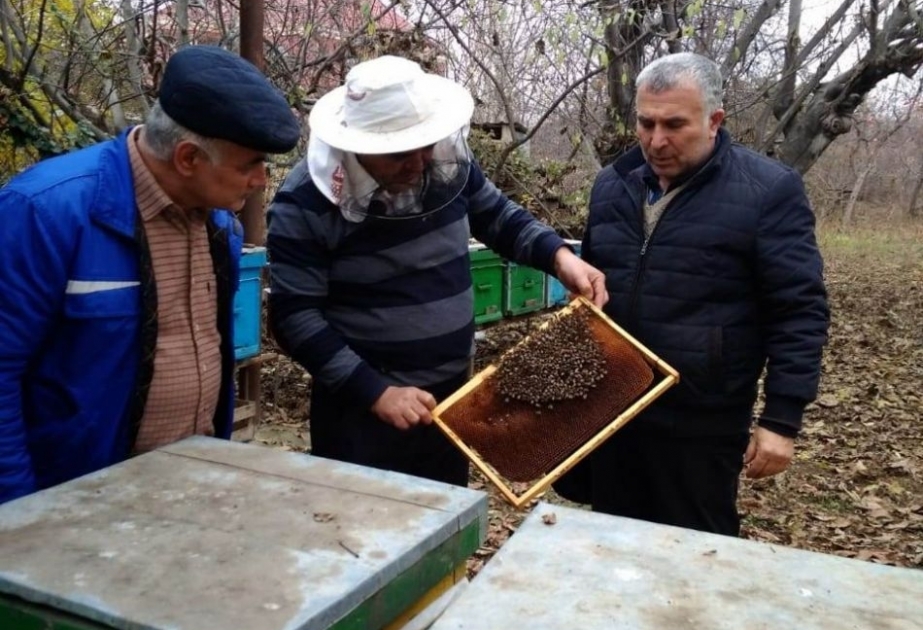 Tovuzda arıçılara subsidiya verilib
