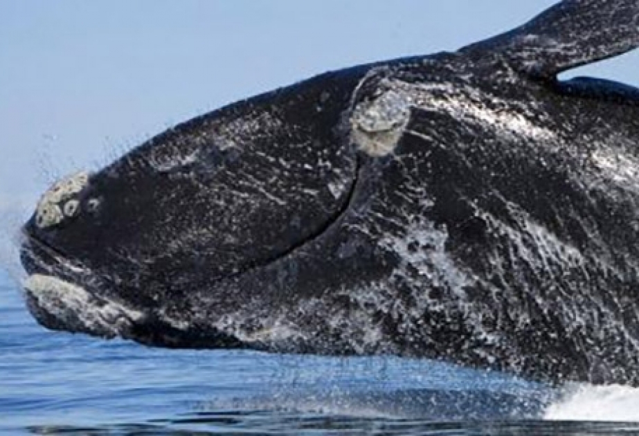 Amerikalı alimlər nadir şimal balinasının balasını tapıblar