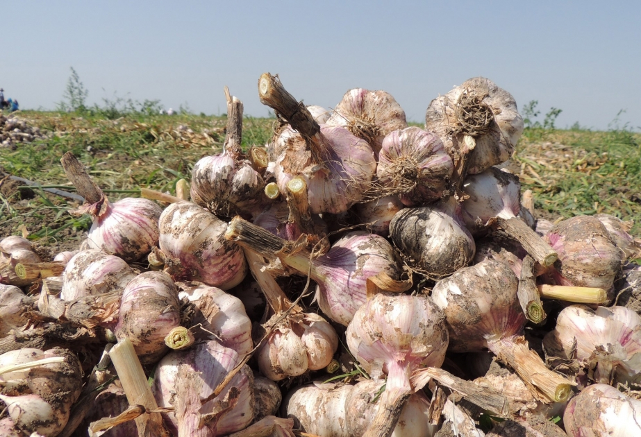 Ötən il Ağcabədidə 100 tona yaxın sarımsaq istehsal olunub