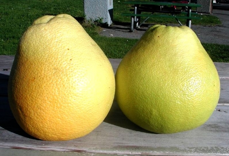 Lənkəranda pomelo sitrus meyvəsi yetişdirilir