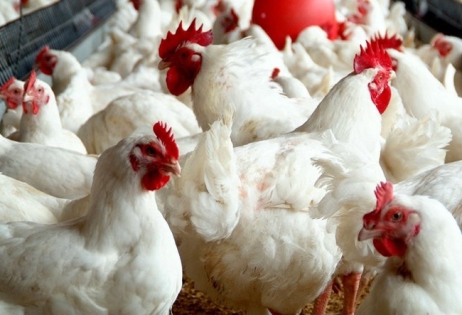 Будет проведен очередной мониторинг по выявлению «птичьего гриппа»