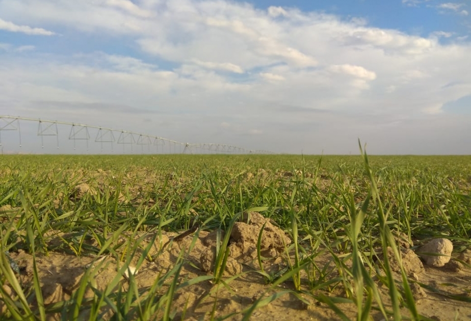 Azərbaycanda toxumluq əkinlərin qeydiyyatına başlanılıb