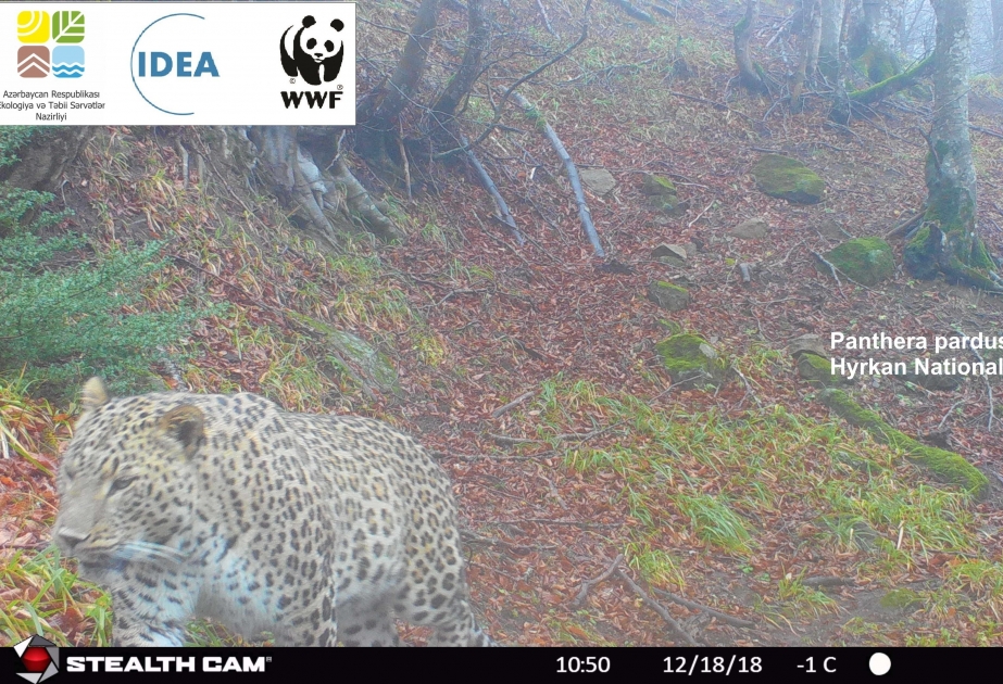 Fotofallenmonitoring: Ein weiterer Leopard im Hyrkan-Nationalpark erfasst