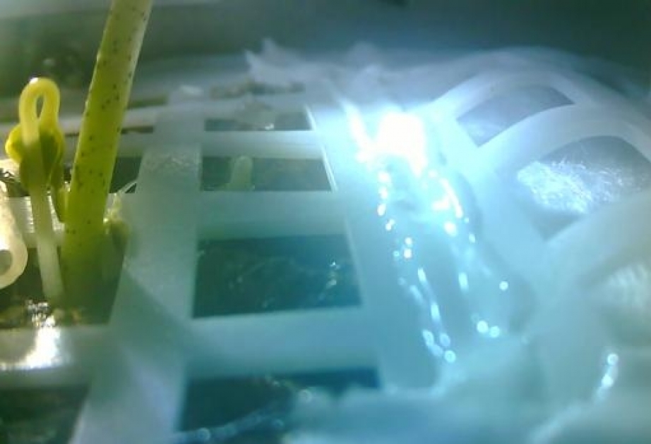 China logra que una semilla brote en la Luna por primera vez