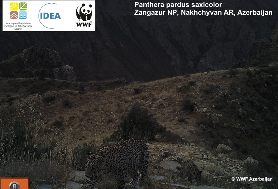 De rares images de léopards enregistrées au Nakhtchivan