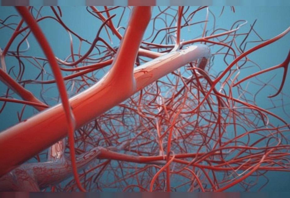 Entirely New Type Of Blood Vessel Found Hiding Inside Our Bones