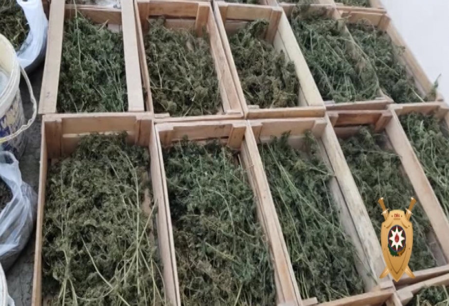 Samux rayon sakininin evində 33 kiloqramdan artıq marixuana aşkarlanıb VİDEO