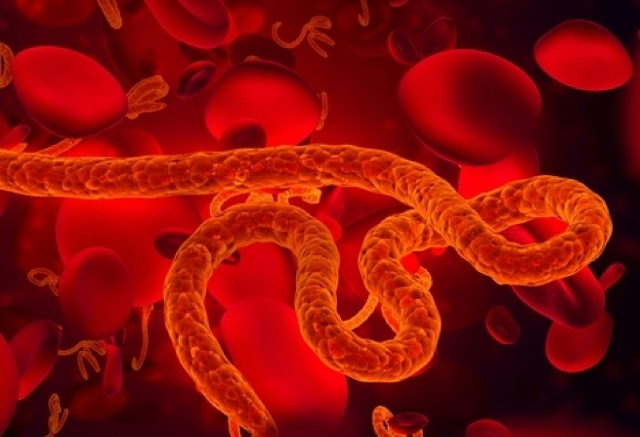 Американские и канадские ученые научились лечить Эболу