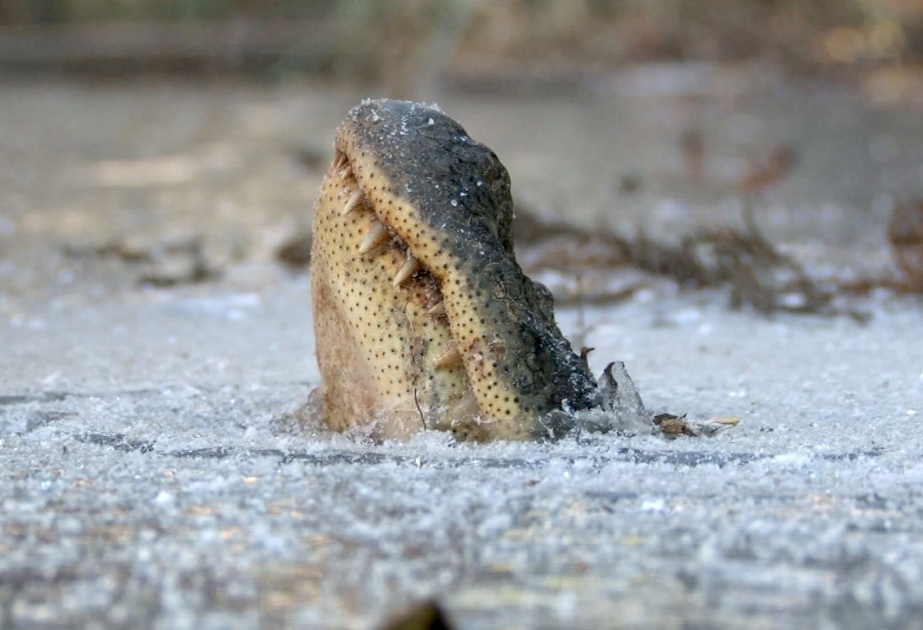 В США аллигаторы вмерзли в лед, чтобы выжить во время холодов