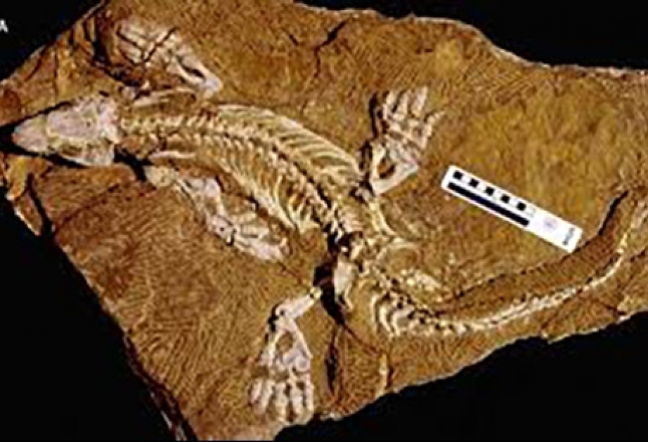 Как ходило доисторическое животное? Реконструкция немецких ученых
