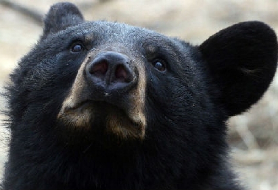 В США нашли пропавшего мальчика, который уверяет, что его спас медведь