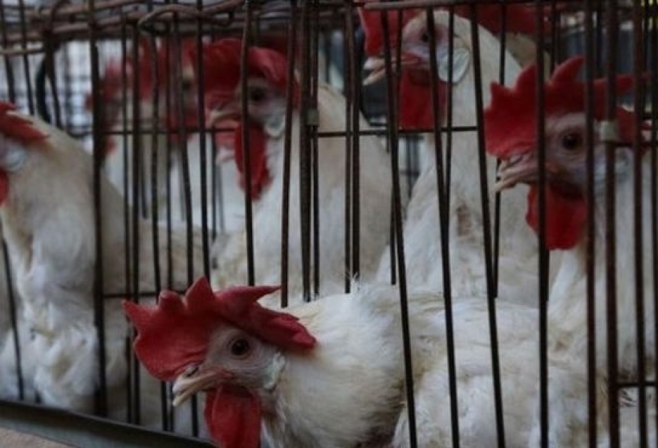Las gallinas que ponen huevos con medicamentos que sirven para combatir el cáncer