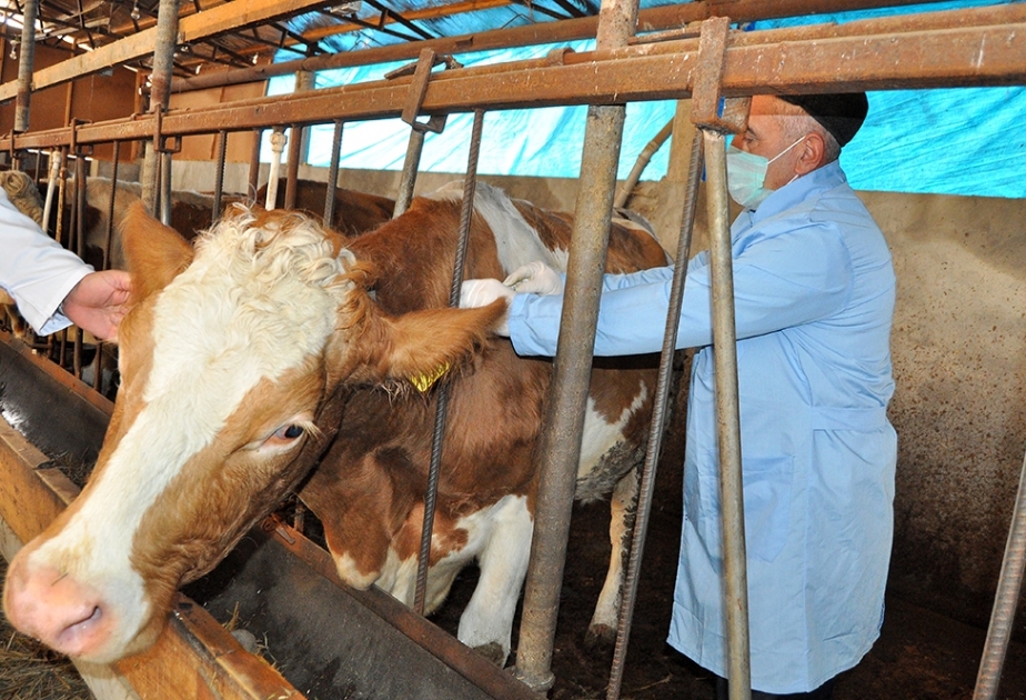 Dövlət Baytarlıq Xidməti Şəki rayonunda profilaktik tədbirlərə başlayıb