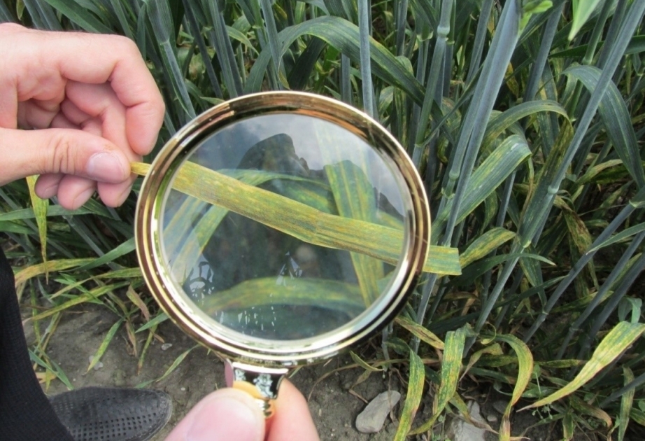 Innovation im Agrarsektor: Pflanzenkrankheiten werden anhand von Bildern automatisiert erkannt