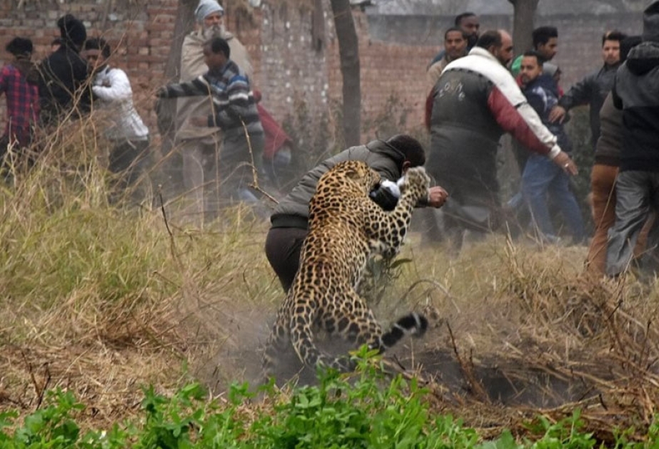 Indien: Wilder Leopard verletzt vier Menschen