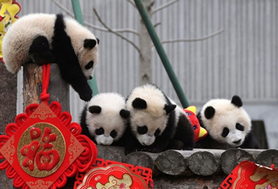 Çində panda balaları üçün qeyri-adi bayram təşkil edilib