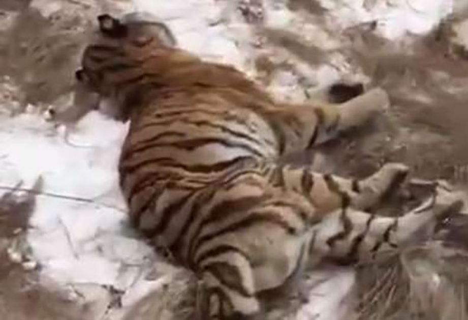 В Хабаровском крае нашли у автотрассы мертвого тигра