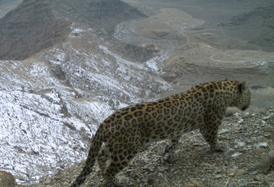 National Parks of Azerbaijan and their inhabitants (continued)