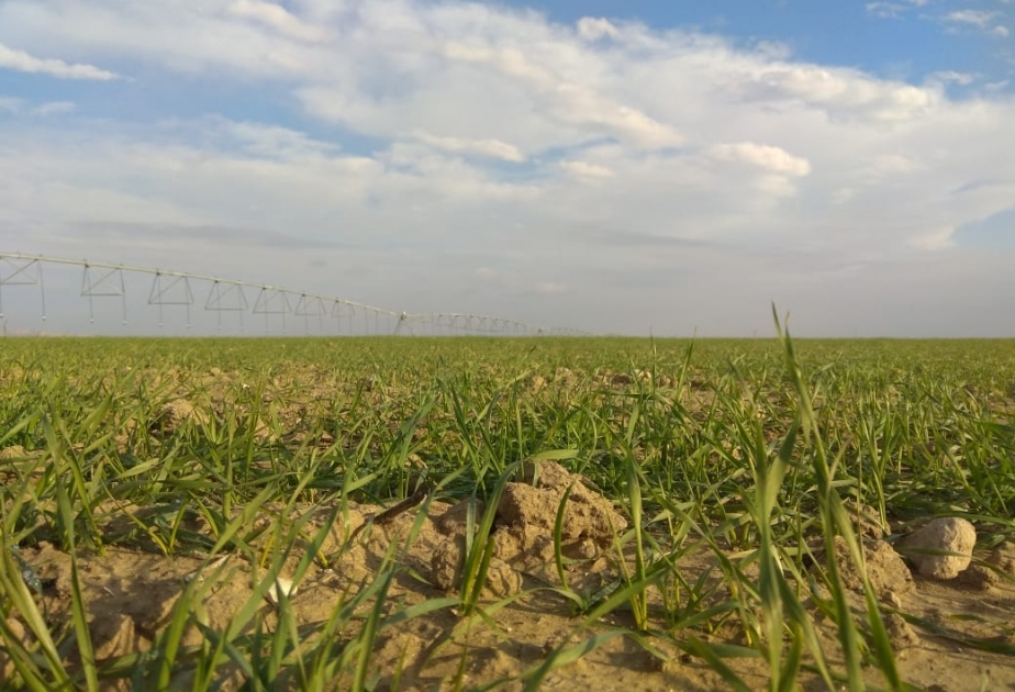 Toxumluq əkinlərin qeydiyyatı yekunlaşır