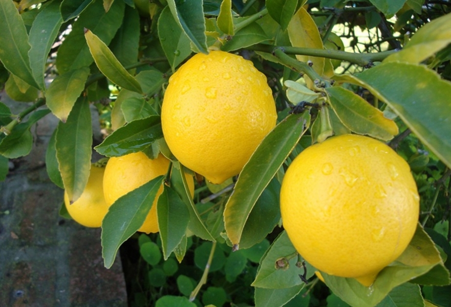 Lənkəranın sitrus bağlarında limon yığımına başlanılıb