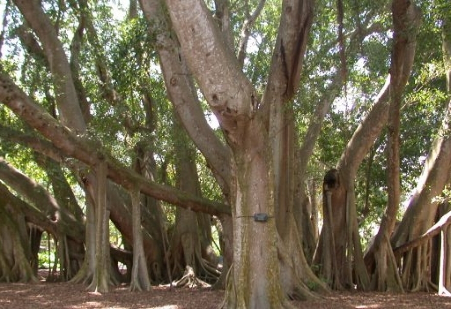 Parrotia, el único árbol de Azerbaiyán que no se va a pique en el agua