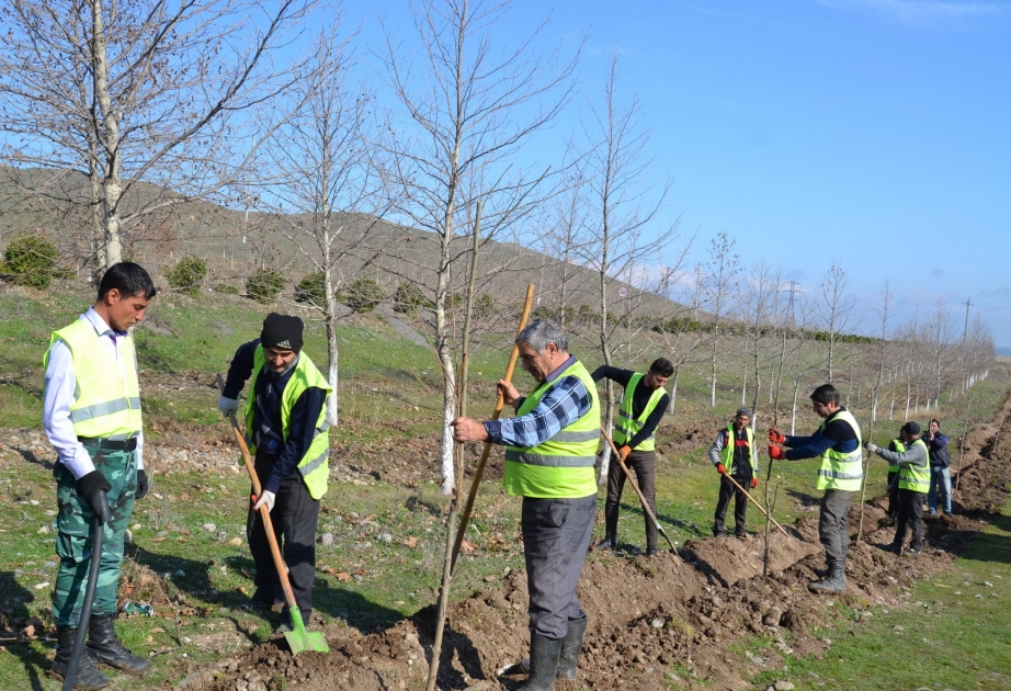 Son illər Füzuli rayonunda 150 mindən çox ağac əkilib
