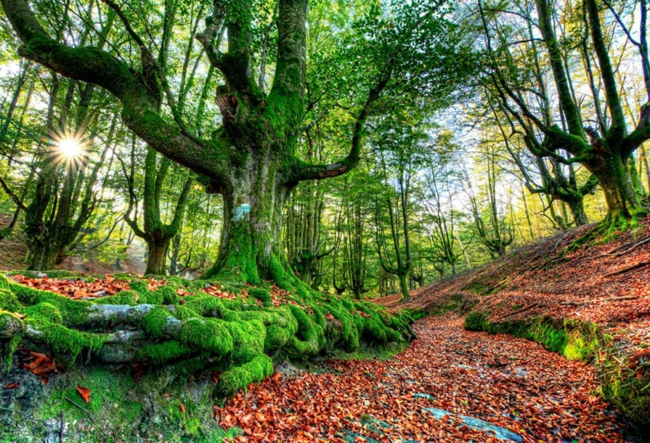 Испания занимает второе место по площади лесов в Европе