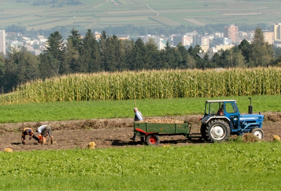 Avstriyada kənd təsərrüfatı sahəsində hər beş müəssisəsindən biri “bio” sertifikatına sahibdir