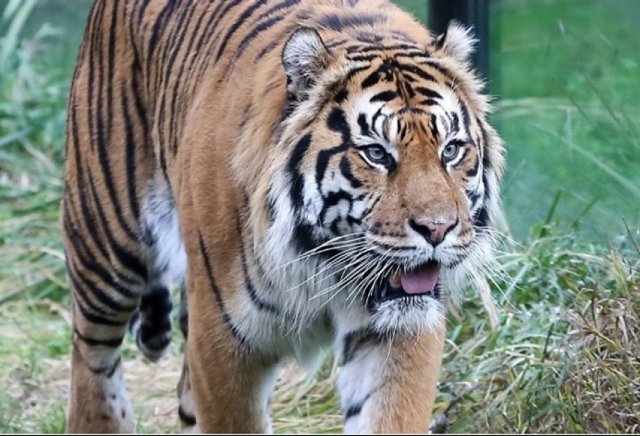 Zusammenführung von zwei seltenen Tigern im Londoner Zoo hatte tödliches Ende