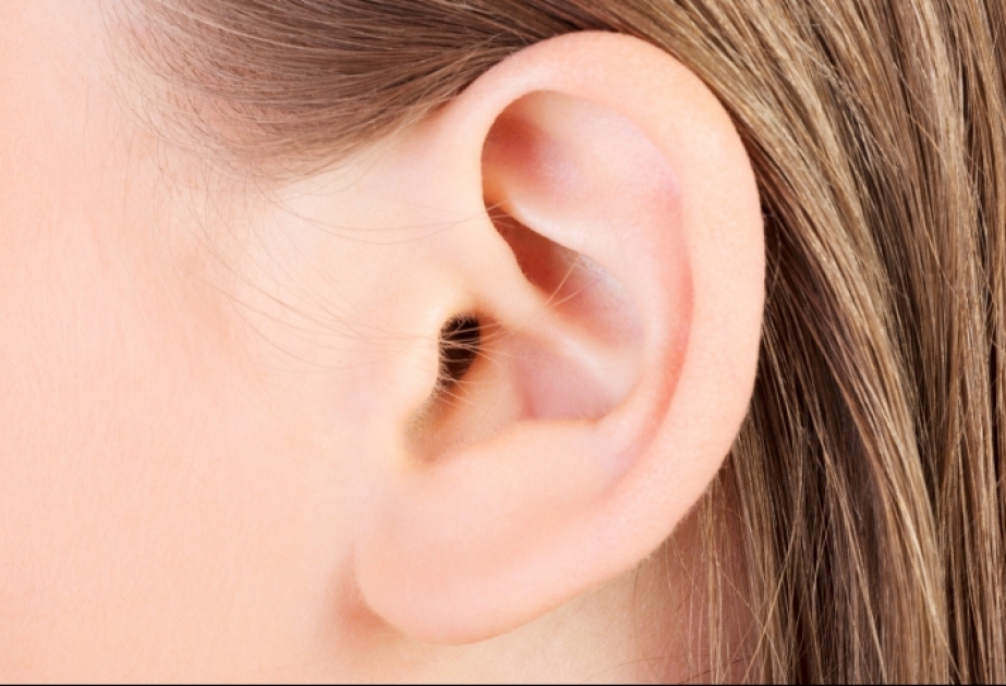 Уши человека могут использоваться для его идентификации