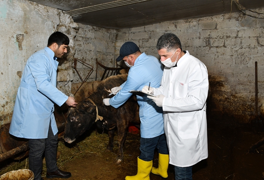 Dövlət Baytarlıq Xidməti Siyəzəndə profilaktik tədbirlərə başlayıb