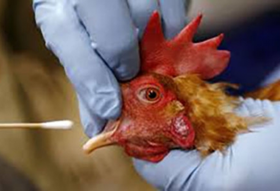 В США возобновляют опасные опыты с вирусом птичьего гриппа